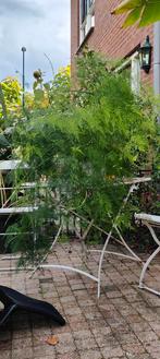 Asparagus Sierasperge, Ophalen, Volle zon, Overige soorten