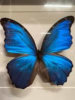 Morpho Didius  met lichte schade aan vleugel, Verzamelen, Dierenverzamelingen, Ophalen of Verzenden, Zo goed als nieuw, Insect