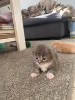 Zeer mooi main-coon katertje Grijs wit, Dieren en Toebehoren, Katten en Kittens | Raskatten | Langhaar, Kater, Ontwormd, 0 tot 2 jaar