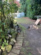 Wyandotte kriel hanen zilver-zwart gezoomd, Dieren en Toebehoren, Pluimvee, Mannelijk, Kip