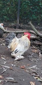 Mooie Cochin kriel haan zoekt goed tehuis!, Dieren en Toebehoren, Pluimvee, Mannelijk, Kip