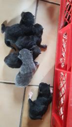 Kittens 9 weken oud aangeboden, Meerdere dieren, Kortharig, 0 tot 2 jaar