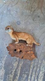 Opgezette Hermelijn, Verzamelen, Ophalen of Verzenden, Zo goed als nieuw, Opgezet dier