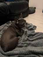 Franse bulldog teefje van 7 jaar, Dieren en Toebehoren, Honden | Bulldogs, Pinschers en Molossers, 6 jaar of ouder, Rabiës (hondsdolheid)