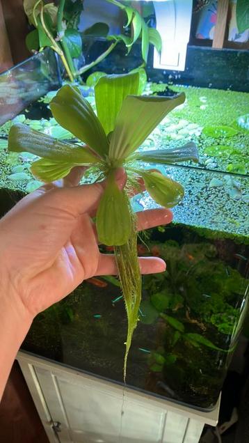 Aquarium drijfplant groot beschikbaar voor biedingen