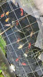 2 japanse ghost koi karpers 40 cm voor €40,-, Dieren en Toebehoren, Vissen | Vijvervissen, Karper of Koi