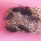 Nog 2 dumbo dames rittens, Dieren en Toebehoren, Knaagdieren, Rat, December, Vrouwelijk, Tam