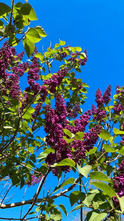 Paarse en lichtblauwe sering stekken, Tuin en Terras, Planten | Bomen, Overige soorten, Minder dan 100 cm, Volle zon, Zomer, Ophalen