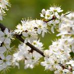 Sleedoorn | Prunus spinosa – 80–100 cm – In pot – Inheems, Ophalen of Verzenden, Overige soorten, Struik, Minder dan 100 cm