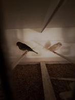 Koppel kanaries, Dieren en Toebehoren, Vogels | Kanaries, Meerdere dieren, Kleurkanarie