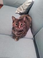 Liefdevol thuis met tuin gezocht voor poes Kikki (4 jaar), Dieren en Toebehoren, Katten en Kittens | Overige Katten, Poes, Kortharig