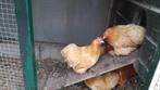Cochin krielkippen, Dieren en Toebehoren, Pluimvee, Vrouwelijk, Kip