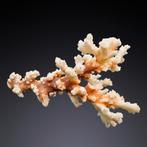 Natuurlijk gedroogd hardkoraal – Pocillopora verrucosa, Ophalen of Verzenden