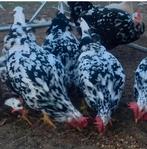 Te koop 2 grote bonte leghorn hennen, Dieren en Toebehoren, Pluimvee, Vrouwelijk, Kip