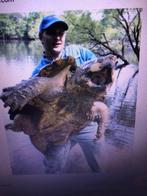 zoek macrochelys temmincki, Dieren en Toebehoren, Reptielen en Amfibieën, Schildpad