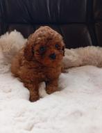 Schitterende toy poedel pup(s), Poedel, Reu, 8 tot 15 weken, Eén hond