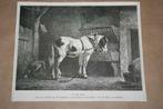 Antieke gravure - Paard op stal (W. Verschuur) - 1875, Ophalen of Verzenden
