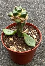 Cactus, Ariocarpus, Huis en Inrichting, Kamerplanten, Ophalen of Verzenden, Cactus, Volle zon, Minder dan 100 cm
