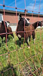 Mooi ramlam van maart, Dieren en Toebehoren, Schapen, Geiten en Varkens, Mannelijk, Schaap