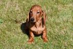 Teckel pups te koop (korthaar), Dieren en Toebehoren, Rabiës (hondsdolheid), 15 weken tot 1 jaar, Dwerg, Meerdere