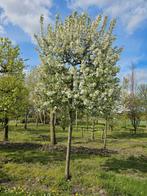 Sierappelboom, Ophalen, Volle zon, Overige soorten