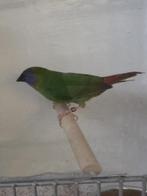 papegaai amandine man 2025, Dieren en Toebehoren, Vogels | Overige Vogels, Mannelijk, Tropenvogel, Geringd
