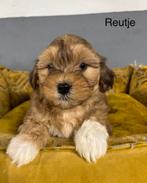 Boomer x labradoodle mini pups, Nederland, Overige rassen, 8 tot 15 weken, Meerdere