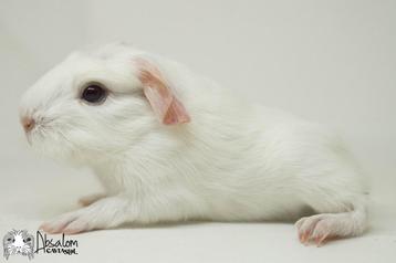 Wit coronet cavia zeugje beschikbaar voor biedingen