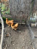 Krielkippen Wyandotte Buff, Dieren en Toebehoren, Vrouwelijk, Kip