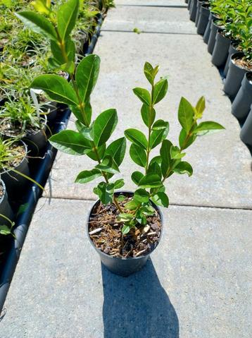 Ligustrum ovalifolium, liguster haagplanten beschikbaar voor biedingen