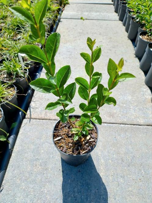 Ligustrum ovalifolium, liguster haagplanten, Tuin en Terras, Planten | Struiken en Hagen, Haag, Liguster, Minder dan 100 cm, Ophalen of Verzenden
