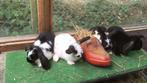 Konijn, hangoor, jonge konijnen, dwerg konijn., Meerdere dieren, Dwerg, Hangoor, 0 tot 2 jaar