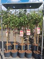 Hortensia op stam!! Hydrangea paniculata limelight vanille f, Overige soorten, Vaste plant, Ophalen of Verzenden, Halfschaduw