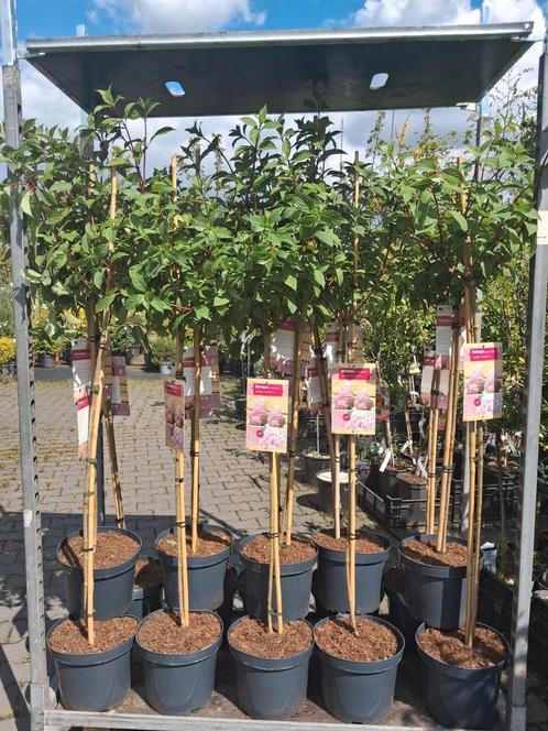 Hortensia op stam!! Hydrangea paniculata limelight vanille f, Tuin en Terras, Planten | Tuinplanten, Vaste plant, Overige soorten