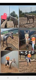 Karakchan pony, Dieren en Toebehoren, Pony's, Ruin, Recreatiepony
