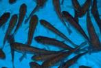 graskarpers ,  mooie forse vissen,  12/15 cm en 30 cm groot, Dieren en Toebehoren, Vissen | Vijvervissen, Karper of Koi