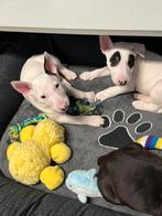 Prachtige bull terriër pups, Dieren en Toebehoren, Honden | Jack Russells en Terriërs, Bull Terriër, CDV (hondenziekte), 8 tot 15 weken