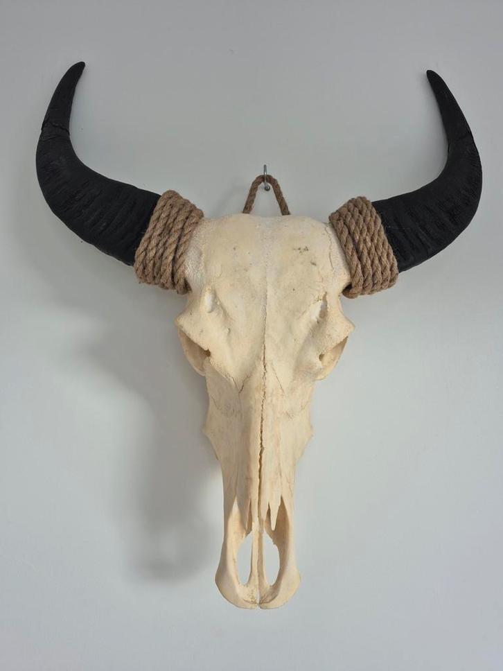 Waterbuffel / buffel / stier / koe Schedel, Verzamelen, Dierenverzamelingen, Zo goed als nieuw, Schedel, Overige soorten, Ophalen