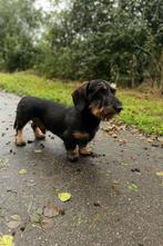 Lieve stoere Dekreu teckel standaard ruwhaar, Rabiës (hondsdolheid), Reu, Eén hond, 3 tot 5 jaar