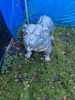 Bulldog Beeld - Tuin Decoratie, Tuin en Terras, Ophalen, Gebruikt, Beton, Dierenbeeld