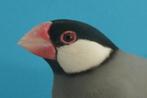 Te koop TT waardige Rijstvogels in de kleuren Wit Opaal Mokk, Dieren en Toebehoren, Vogels | Overige Vogels, Meerdere dieren, Tropenvogel