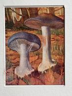 1932 OUD Blauwe knolgordijnzwam Cortinarius coeruescens, Antiek en Kunst, Ophalen of Verzenden