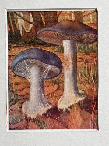 1932 OUD Blauwe knolgordijnzwam Cortinarius coeruescens beschikbaar voor biedingen