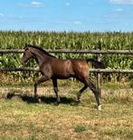 Hengst veulen te koop ( ALLROAD Z ), Dieren en Toebehoren, Paarden, Hengst, 0 tot 2 jaar
