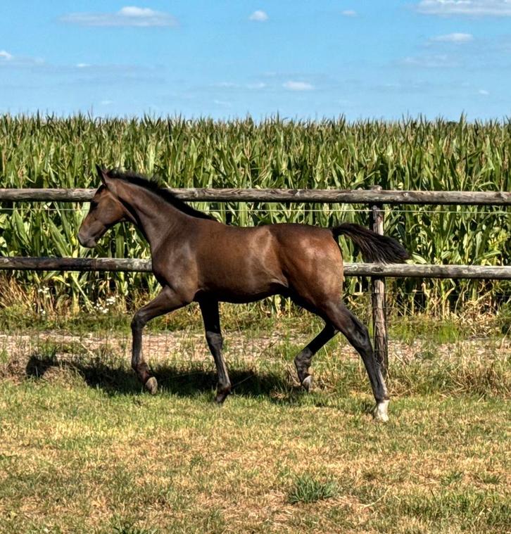 Hengst veulen te koop ( ALLROAD Z ), Dieren en Toebehoren, Paarden, Hengst, 0 tot 2 jaar