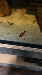 Platy, Dieren en Toebehoren, Vis, Zoetwatervis