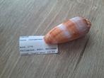 Conus circumsisus. 6,5 cm, Verzamelen, Ophalen of Verzenden, Schelp(en)
