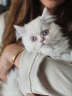 Perzische doll-face kittens, Meerdere dieren, Ontwormd