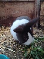 Hollander ram, Dieren en Toebehoren, Konijnen, Mannelijk, Groot