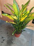 Kamerplant Croton variegatum 'Sunny Star', Ophalen, Halfschaduw, Minder dan 100 cm